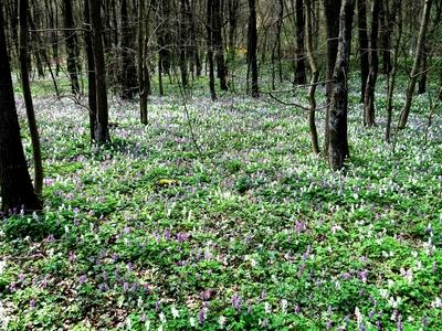 Floer sea  - Forest Lupine - Spring - Budapest-stock-photo