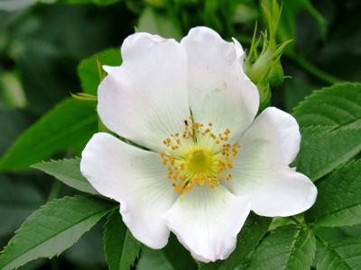 Wild Rose - Nature - Hungary-stock-foto