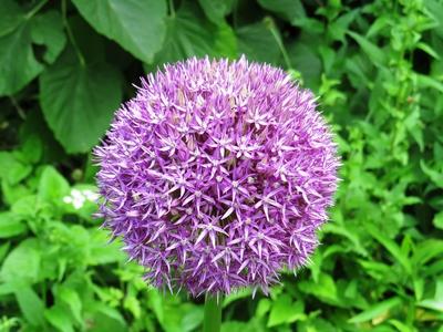 Echinops flower - Nature - Buda Botanic Garden-stock-foto