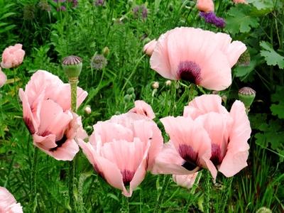 Papaver orientale flower - Buda Botanic Garden-stock-foto