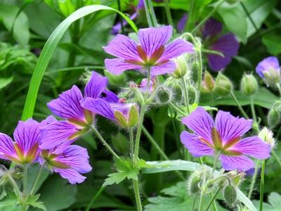 Geranium flower in Buda Botanic Garden - Nature-stock-foto