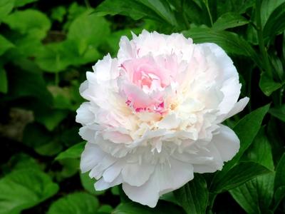 Peony in Buda Botanic garden - Nature-stock-photo