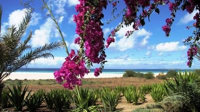 Tropical environment - Cape Verde Archipelago - Nature-stock-photo