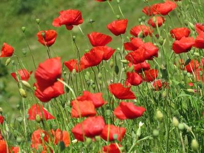 Poppies - Flowers - Nature - Baja-stock-foto