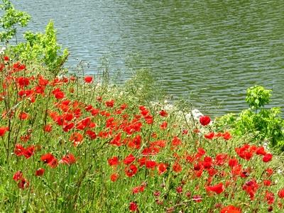 Poppies on the waterfront - Baja - Hungary - Nature-stock-foto