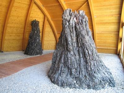 7 million year old swamp cypreses trunks - Nature wonder - Ipolytarnóc-stock-foto