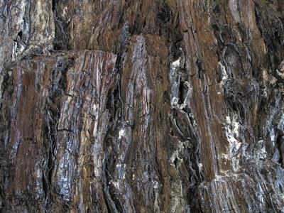 7 million year old swamp cypress - Nature wonder - Ipolytarnóc-stock-photo