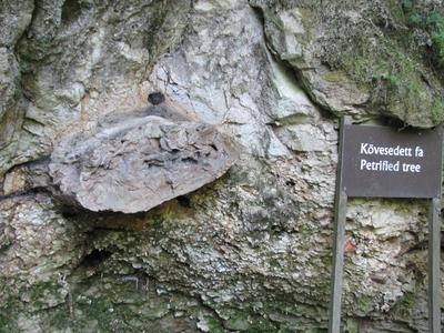 20 million year old petrified tree - Ipolytarnóc - Nature-stock-photo