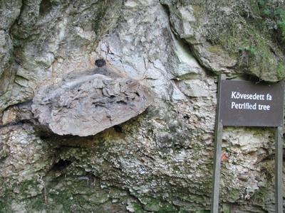 20 million year old petrified tree - Ipolytarnóc - Nature-stock-foto