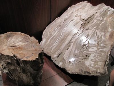 23 million yera old petrified tree trunk cross section - Ipolytarnóc - Nature-stock-foto