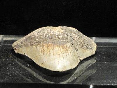 10 million year old shark teeth - Ipolytarnóc - Nature-stock-foto