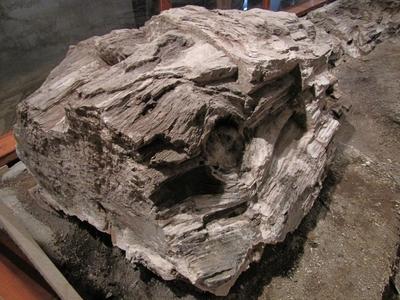 23 million year old petrified tree trunk - Ipolytarnóc - Nature-stock-foto