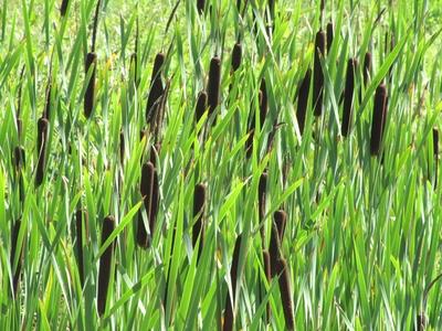 Mace - Cattal - Nature - Ipolytarnóc -Hungary-stock-foto