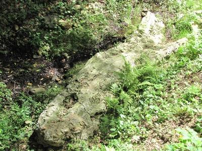 20 million year old petrified tree trunk - Ipolytarnóc - Nature-stock-photo