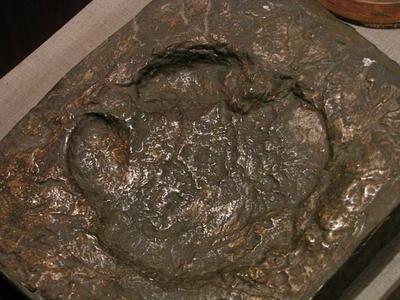 Rhino footprint from 20 million years ago - Ipolytarnóc - Nature-stock-photo