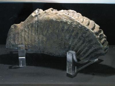 Mammoth tooth - Ipolytarnóc - Nature-stock-photo