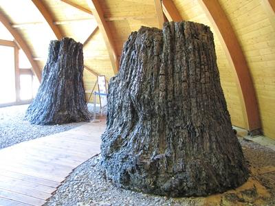 Nature wonder - 7 million year old tree trunks - Ipolytarnóc-stock-photo