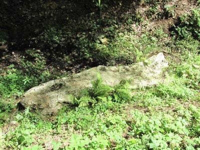 20 million year old petrified tree trunk - Ipolytarnóc - Nature-stock-photo
