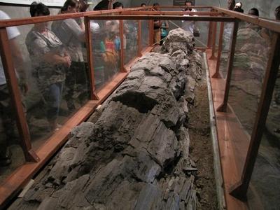 23 million year old petrified tree trunk - Ipolytarnóc - Nature-stock-photo