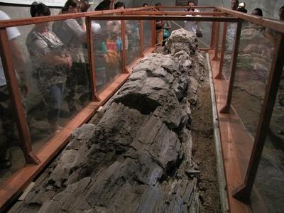 23 million year old petrified tree trunk - Ipolytarnóc - Nature-stock-foto
