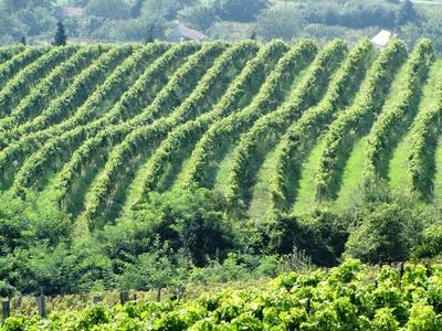 Somló Hill - Wineyards - Grape - Hungary-stock-foto