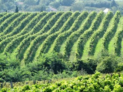 Somló Hill - Wineyards - Grape - Hungary-stock-photo