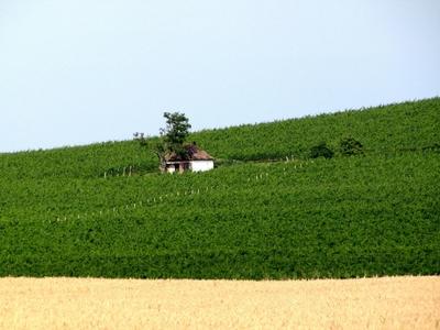 Nagyharsány, 2009. július 2.Vineyards at Nagyharsány, in the Siklós-Villány wine region. Wheat field in front of it.Szőlőültetvények Nagyharsánynál, a siklósi-villányi borvidéken. Előtte búzamező.-stock-foto