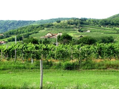 Vineyards - Villány region - Hungary-stock-photo