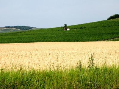 Vineyards and Wheat field - Villány region - Hungary-stock-photo