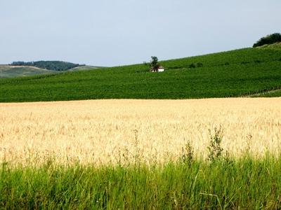 Vineyards and Wheat field - Villány region - Hungary-stock-foto