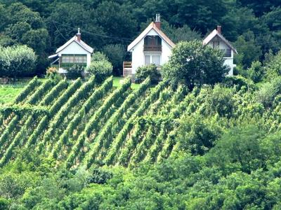 Vineyards near Zalaegerszeg - Hungary-stock-foto