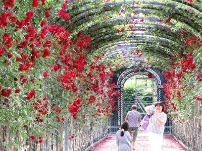 Rose pergola - Schönbrunn - Vienna - Austria-stock-foto