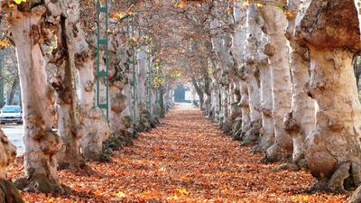The promenade of Kossuth Lajos street - Kiskunfélegyháza - Hungary-stock-foto