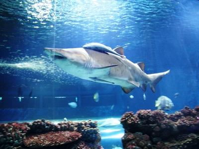 Shark - Oceanarium - Nyíregyháza - Hungary-stock-foto
