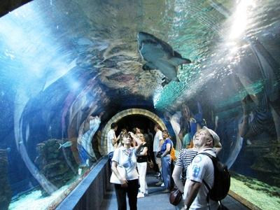 Shark swimming above visitors heads - Nyíregyháza - Ocenarium - Hungary-stock-photo