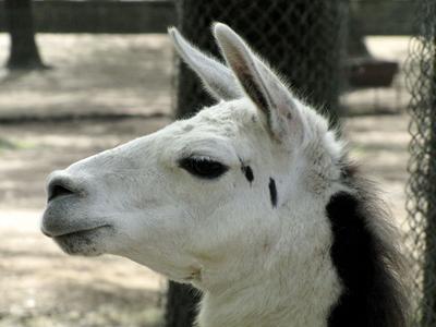 Alpacca - Llama - Animal - Hungary-stock-foto