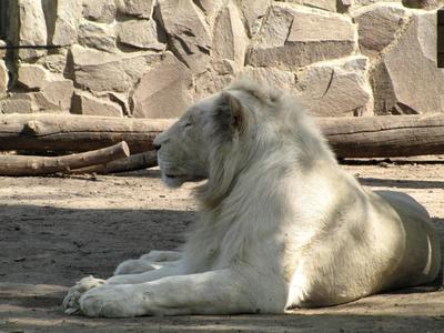 White lion - Animal - Hungary-stock-foto
