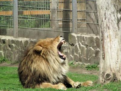 Lion - Animal - Hungary-stock-foto