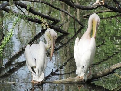 Pelicans - Animals - Hungary-stock-photo