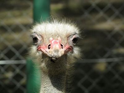 Ostrich - Animal - Hungary-stock-foto