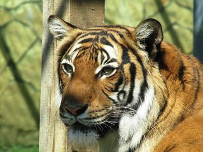 Tiger - Animal - Hungary-stock-photo