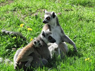 Ring-tailed lemur family - Animals - Hungary-stock-foto