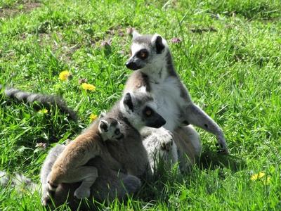 Ring-tailed lemur family - Animals - Hungary-stock-photo