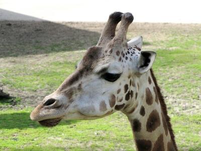 Giraffe - Animal - Hungary-stock-foto
