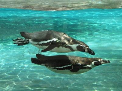 Pinguins swimming - Animals - Hungary-stock-photo