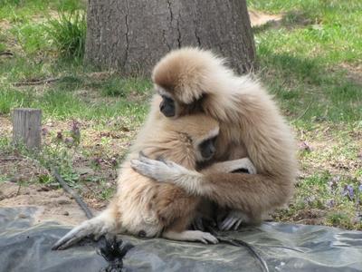 Monkeys fearful love - Animals - Hungary-stock-photo
