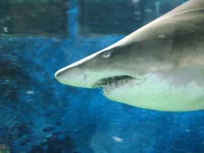 Shark - Animal - Hungary-stock-photo
