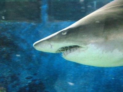 Shark - Animal - Hungary-stock-foto