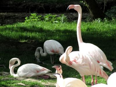 Flamengos - Animals - Hungary-stock-foto