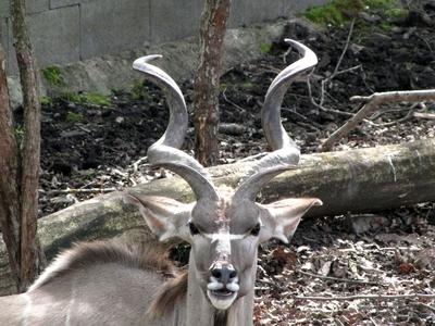 Antelop - Animal - Hungary-stock-foto